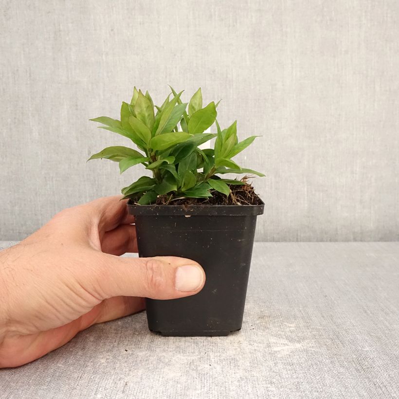 Spécimen de Phlox paniculata Pink Eye Flame Godet de 8/9 cm tel que livré au printemps