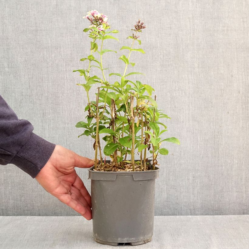 Spécimen de Phlox paniculata Sherbet Blend® - Phlox paniculé vert anis et rose violacé Pot de 2L/3L tel que livré en automne