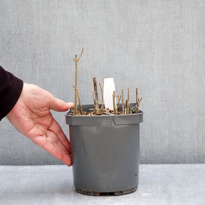 Spécimen de Phlox paniculata Sherbet Blend® - Phlox paniculé vert anis et rose violacé Pot de 2L/3L tel que livré en hiver