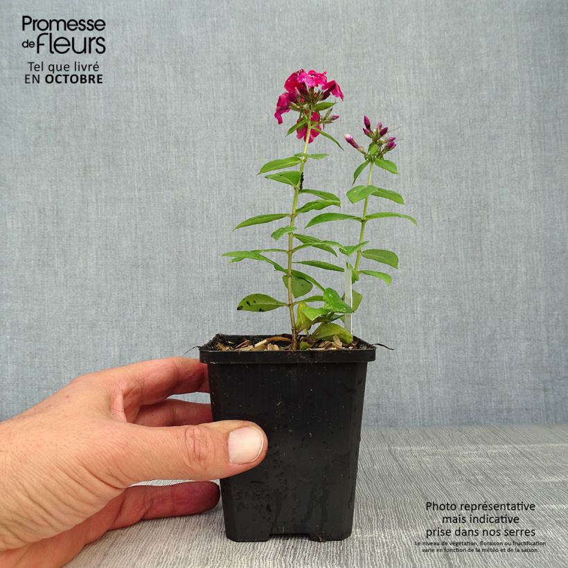 Spécimen de Phlox paniculata Starfire Godet de 8/9 cm tel que livré en automne