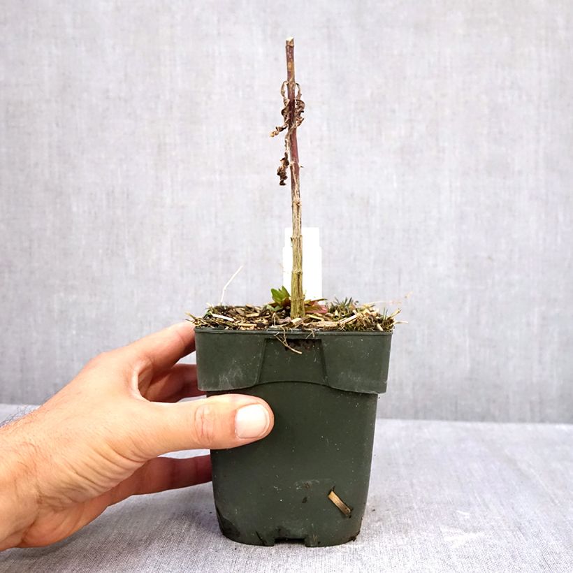 Spécimen de Phlox paniculata Starfire Pot de 1,5L/2L tel que livré en automne