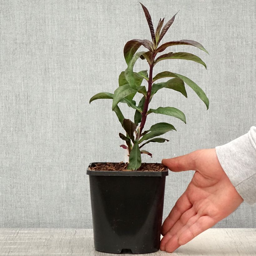 Spécimen de Phlox paniculata Starfire Pot de 1,5L/2L tel que livré au printemps