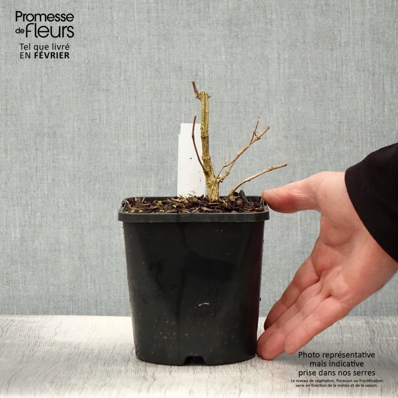 Spécimen de Phlox paniculata Starfire Pot de 1,5L/2L tel que livré en hiver