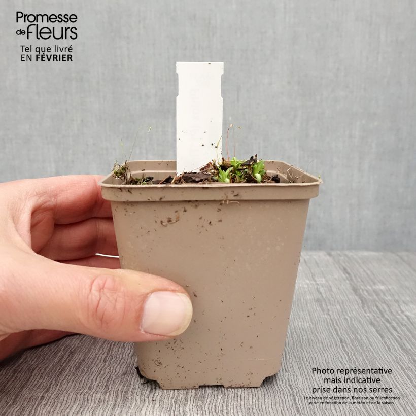 Spécimen de Phlox paniculata Tiara Godet de 8/9 cm tel que livré en hiver