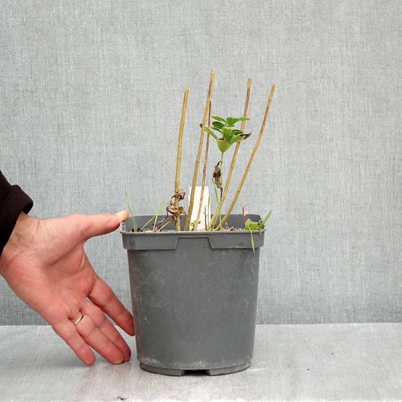 Spécimen de Phlox paniculata Younique Bicolor Pot de 2L/3L tel que livré en automne