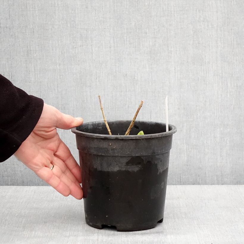 Spécimen de Phlox paniculata Younique Bicolor Pot de 2L/3L tel que livré en hiver