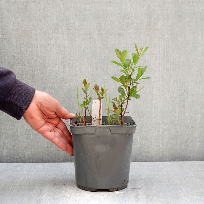 Spécimen de Phlox paniculata Younique Bicolor Pot de 2L/3L tel que livré au printemps