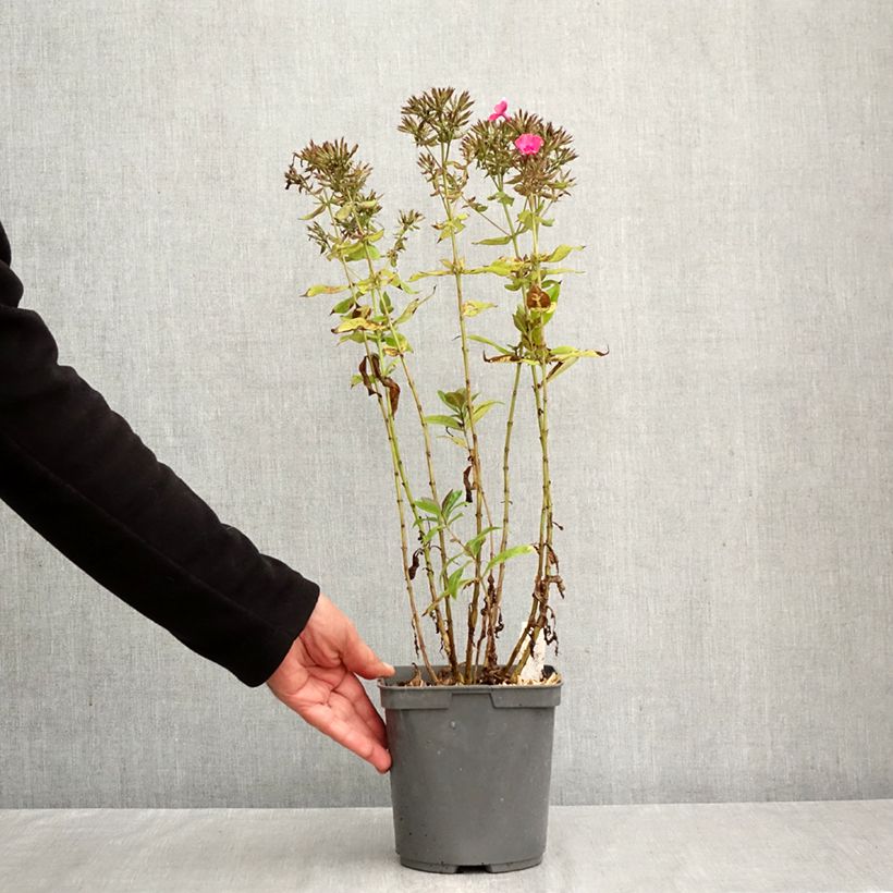 Spécimen de Phlox paniculata Younique Cerise Pot de 2L/3L tel que livré en automne