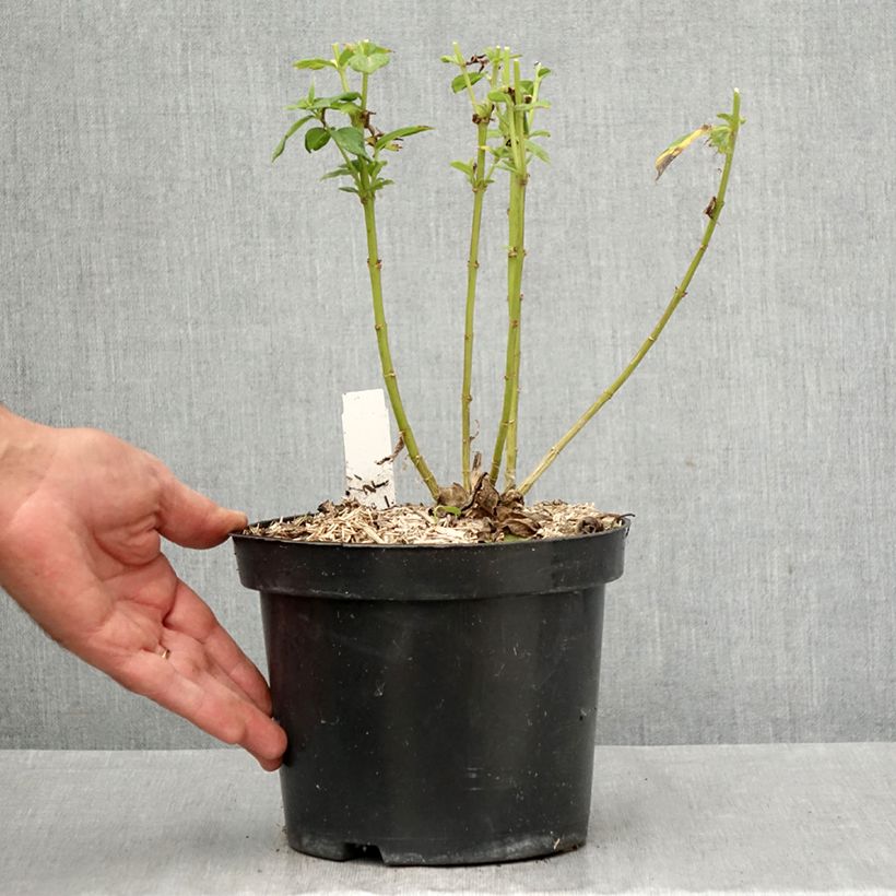 Spécimen de Phlox paniculata Younique Old Purple Pot de 2L/3L tel que livré en automne