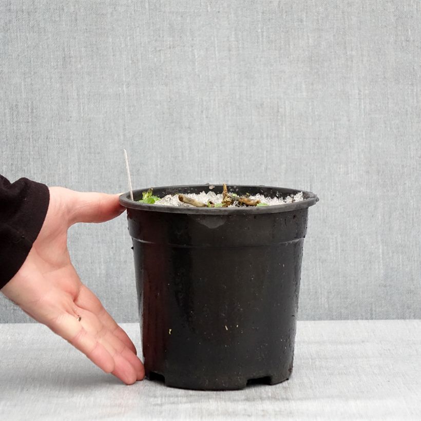 Spécimen de Phlox paniculata Younique Old Purple Pot de 2L/3L tel que livré en hiver