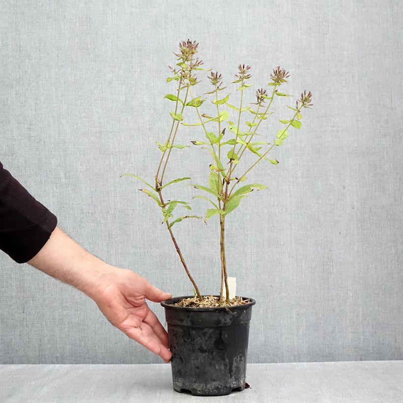 Spécimen de Phlox paniculata Younique Orange Pot de 2L/3L tel que livré en automne