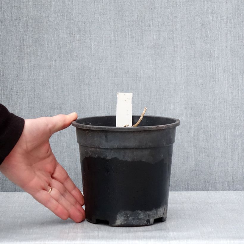 Spécimen de Phlox paniculata Younique Orange Pot de 2L/3L tel que livré en hiver