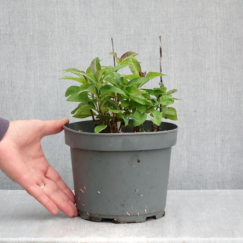 Spécimen de Phlox paniculata Younique Red Pot de 2L/3L tel que livré en automne