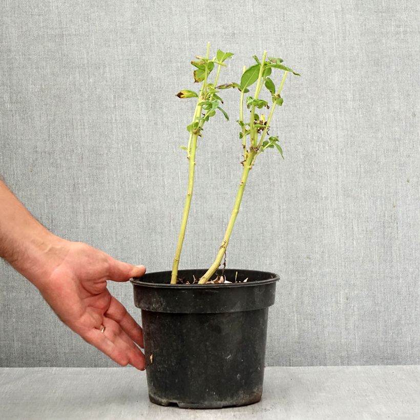 Spécimen de Phlox paniculata Younique White Pot de 2L/3L tel que livré en automne