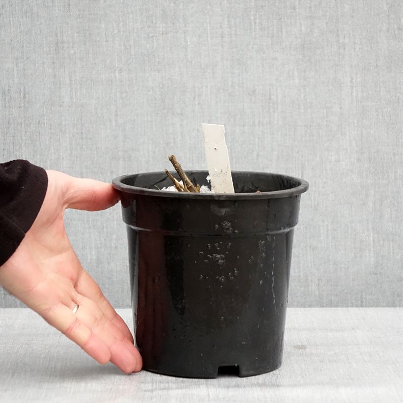 Spécimen de Phlox paniculata Younique White Pot de 2L/3L tel que livré en hiver