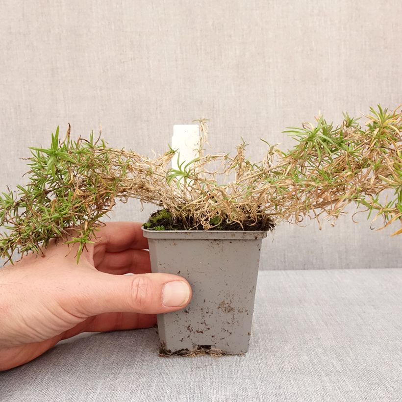 Spécimen de Phlox subulata Atropurpurea - Phlox mousse Godet de 8/9 cm tel que livré en hiver