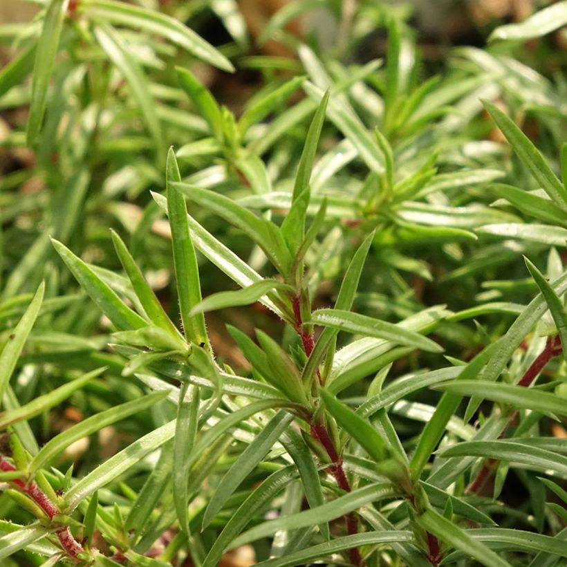 Phlox subulata Atropurpurea - Phlox mousse (Feuillage)