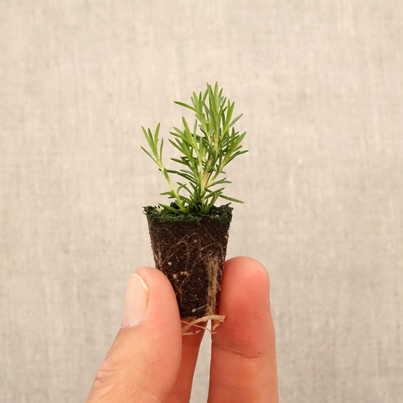 Spécimen de Phlox subulata McDaniel's Cushion - Phlox mousse Mini-motte Ø 3/4 cm tel que livré en automne