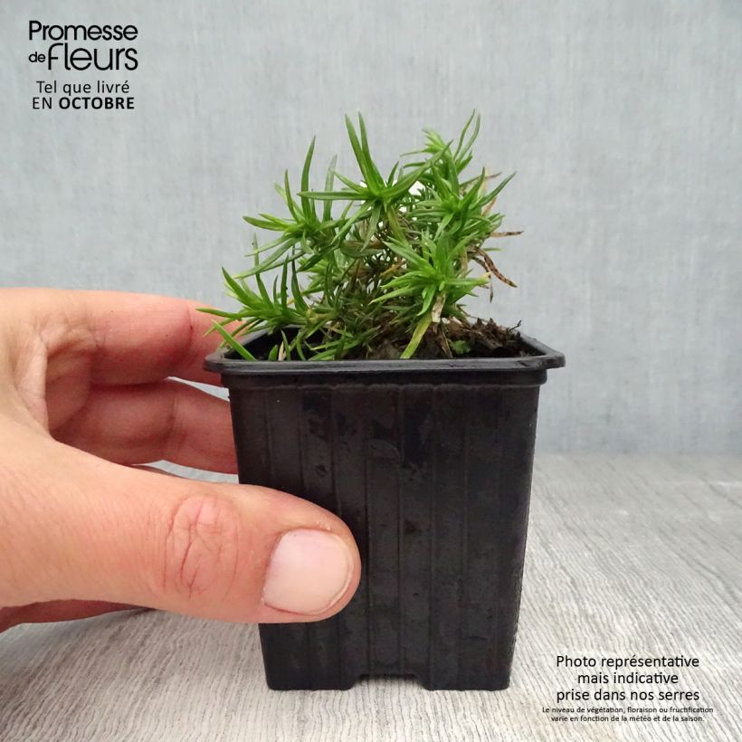 Spécimen de Phlox subulata Purple Beauty Godet de 8/9 cm tel que livré en automne