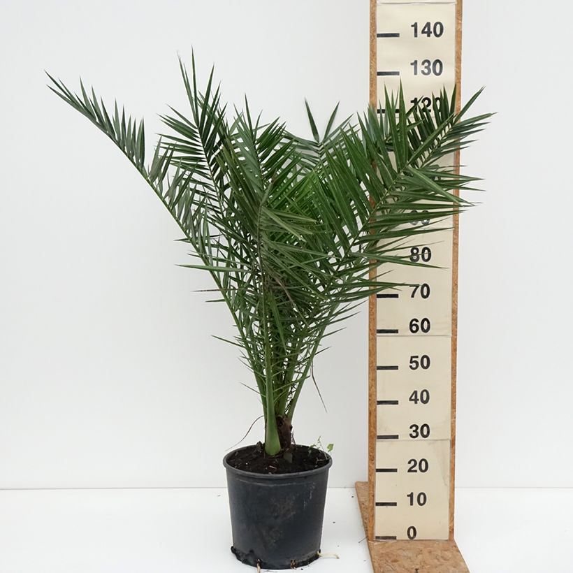 Spécimen de Phoenix canariensis - Palmier dattier des Canaries Pot de 12L/15L tel que livré en automne