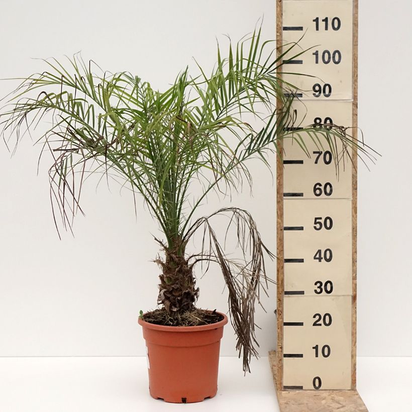 Spécimen de Phoenix roebelinii - palmier dattier nain Pot de 7,5L/10L tel que livré en hiver