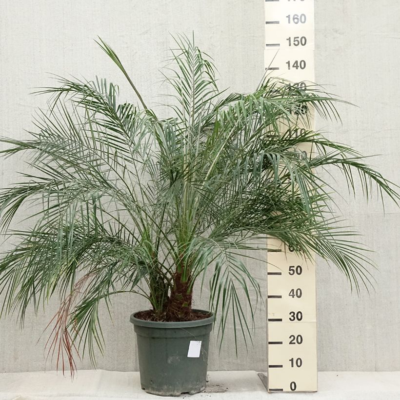 Spécimen de Phoenix roebelinii - palmier dattier nain Pot de 20L/25L tel que livré en automne