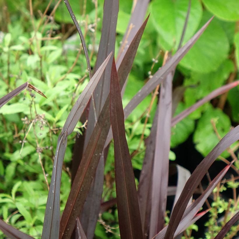 Phormium Black Velvet - Lin de Nouvelle-Zélande (Feuillage)