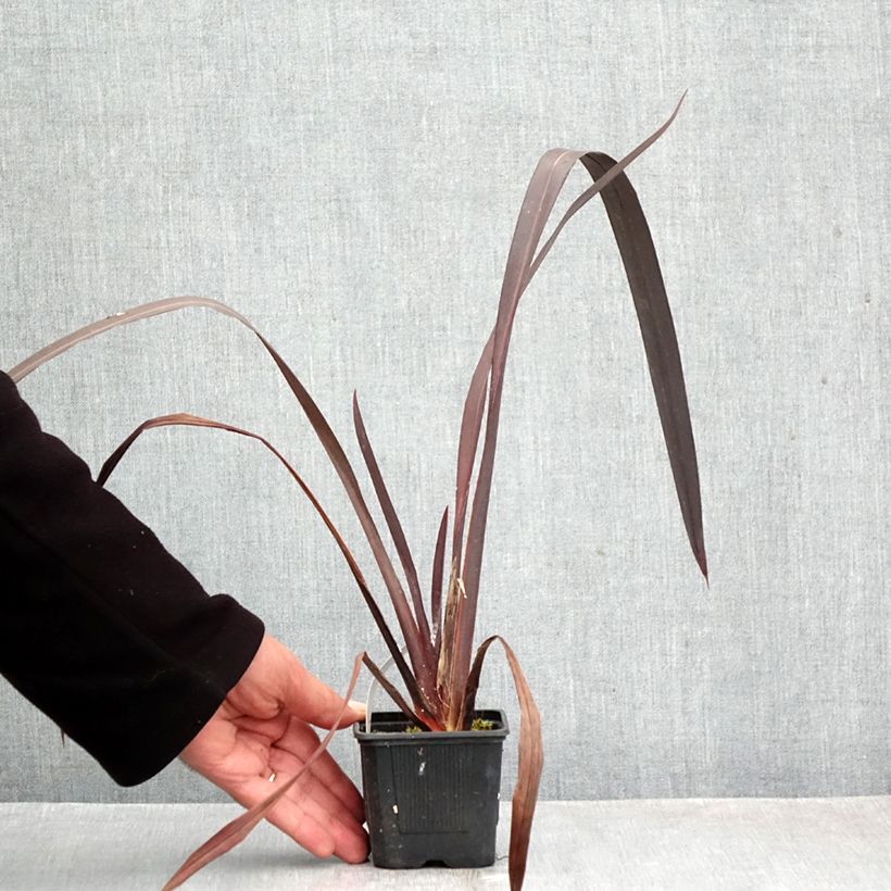 Spécimen de Phormium Black Velvet - Lin de Nouvelle-Zélande Godet de 8/9 cm tel que livré en automne