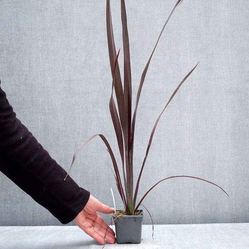 Spécimen de Phormium Black Velvet - Lin de Nouvelle-Zélande Godet de 8/9 cm tel que livré en hiver