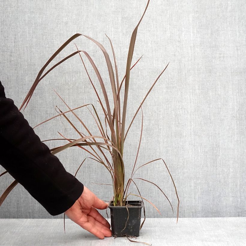 Spécimen de Phormium Bronze Baby - Lin de Nouvelle-Zélande Godet de 8/9 cm tel que livré en hiver