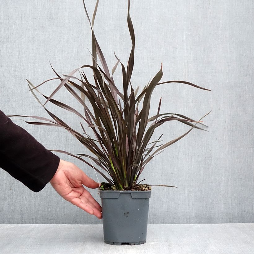 Spécimen de Phormium cookianum Black adder - Lin des Montagnes. Pot de 2L/3L tel que livré en automne