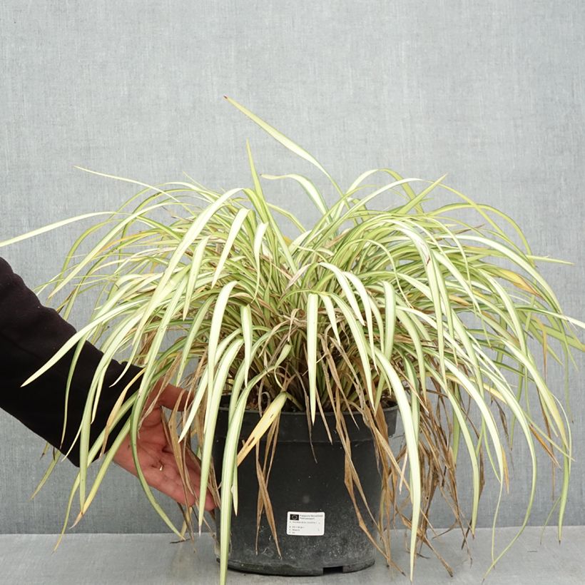 Spécimen de Phormium cookianum Blondie - Lin de Nouvelle-Zélande Pot de 4L/5L tel que livré en automne