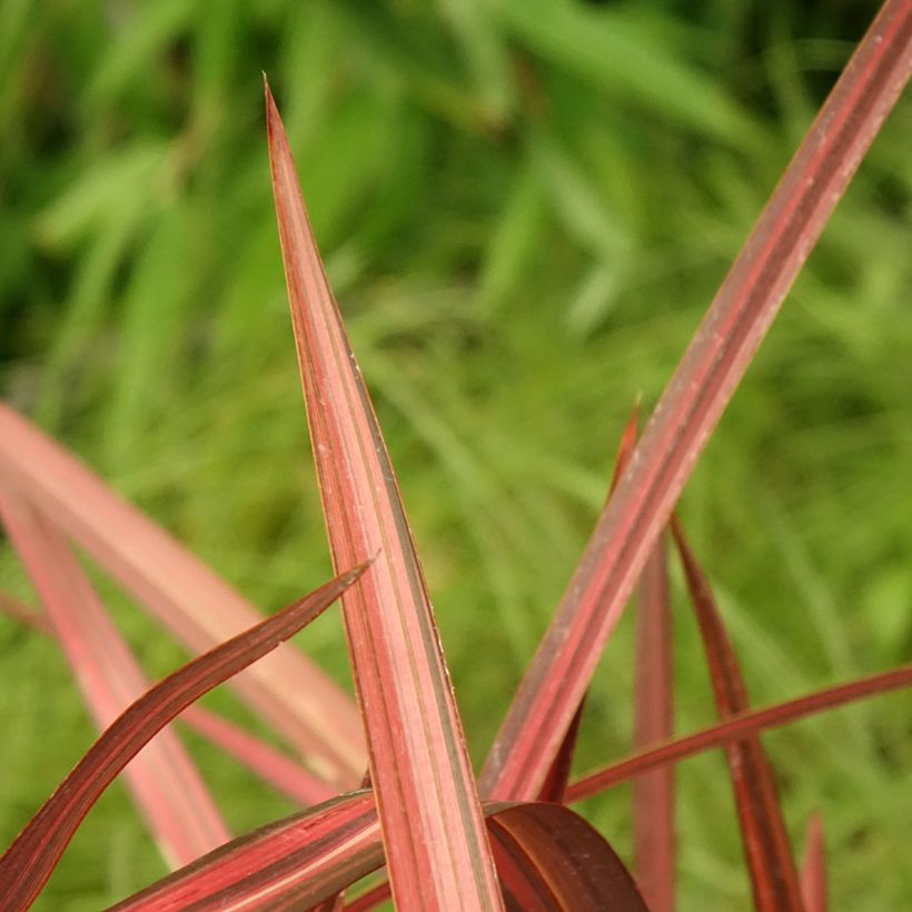 Phormium cookianum Maori Maiden - Lin de Nouvelle-Zélande (Feuillage)