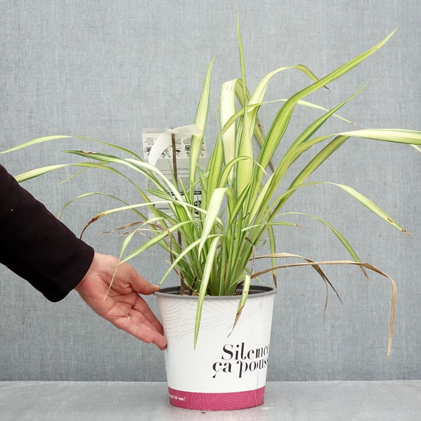 Spécimen de Phormium Cream Delight - Lin des montagnes. Pot de 4L/5L tel que livré en automne