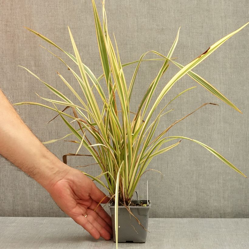 Spécimen de Phormium Golden Ray - Lin de Nouvelle-Zélande Godet de 8/9 cm tel que livré en été