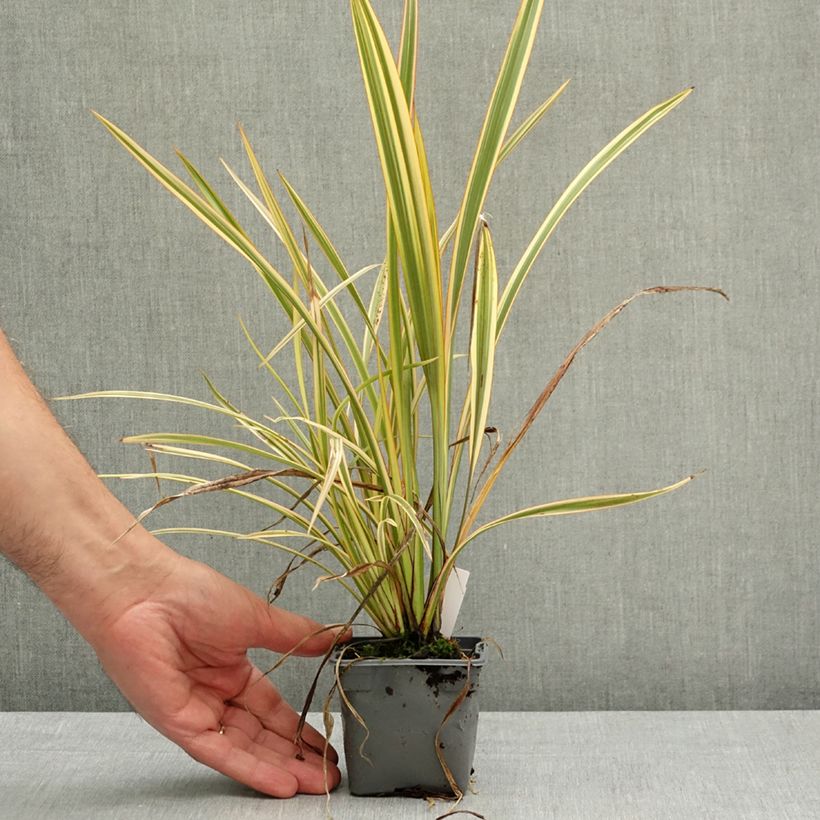 Spécimen de Phormium Golden Ray - Lin de Nouvelle-Zélande Godet de 8/9 cm tel que livré au printemps