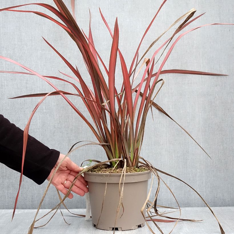 Spécimen de Phormium Margaret Jones - Lin de Nouvelle-Zélande Pot de 4L/5L tel que livré en hiver