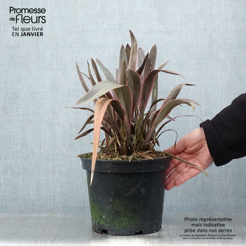 Spécimen de Phormium  Pink Stripe - Lin de Nouvelle-Zélande  Pot de 3L/4L tel que livré en hiver