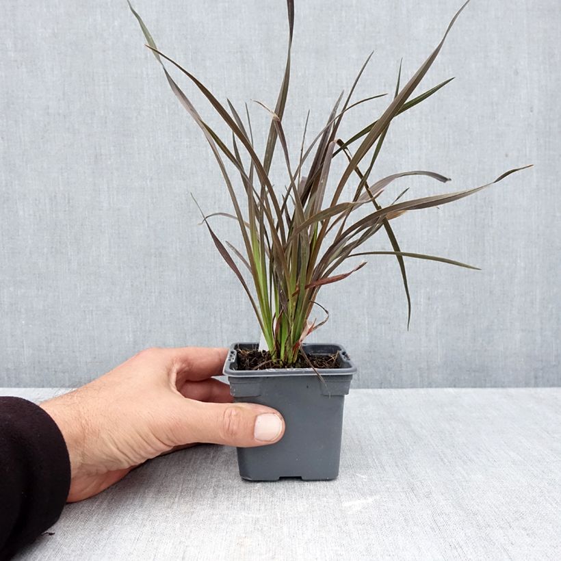 Spécimen de Phormium Platts Black - Lin de Nouvelle-Zélande Godet de 8/9 cm tel que livré en automne