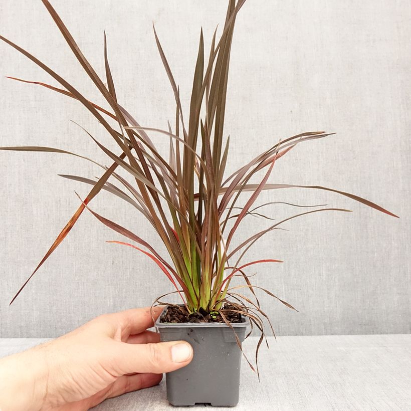 Spécimen de Phormium Platts Black - Lin de Nouvelle-Zélande Godet de 8/9 cm tel que livré au printemps