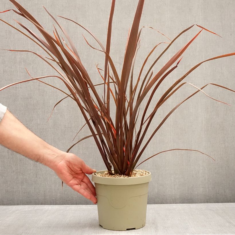 Spécimen de Phormium Platts Black - Lin de Nouvelle-Zélande Pot de 3L/4L tel que livré en hiver