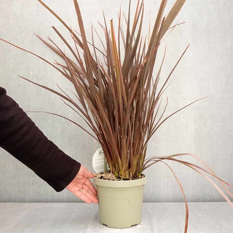 Spécimen de Phormium Platts Black - Lin de Nouvelle-Zélande Pot de 3L/4L tel que livré au printemps