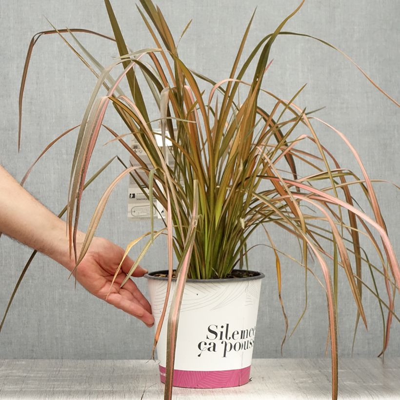 Spécimen de Phormium Rainbow Maiden - Lin de Nouvelle-Zélande Pot de 3L/4L tel que livré au printemps