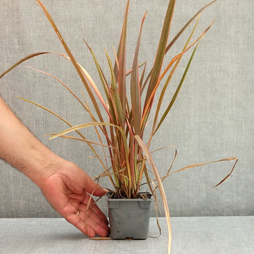 Spécimen de Phormium Rainbow Queen - Lin de Nouvelle-Zélande Godet de 8/9 cm tel que livré en été