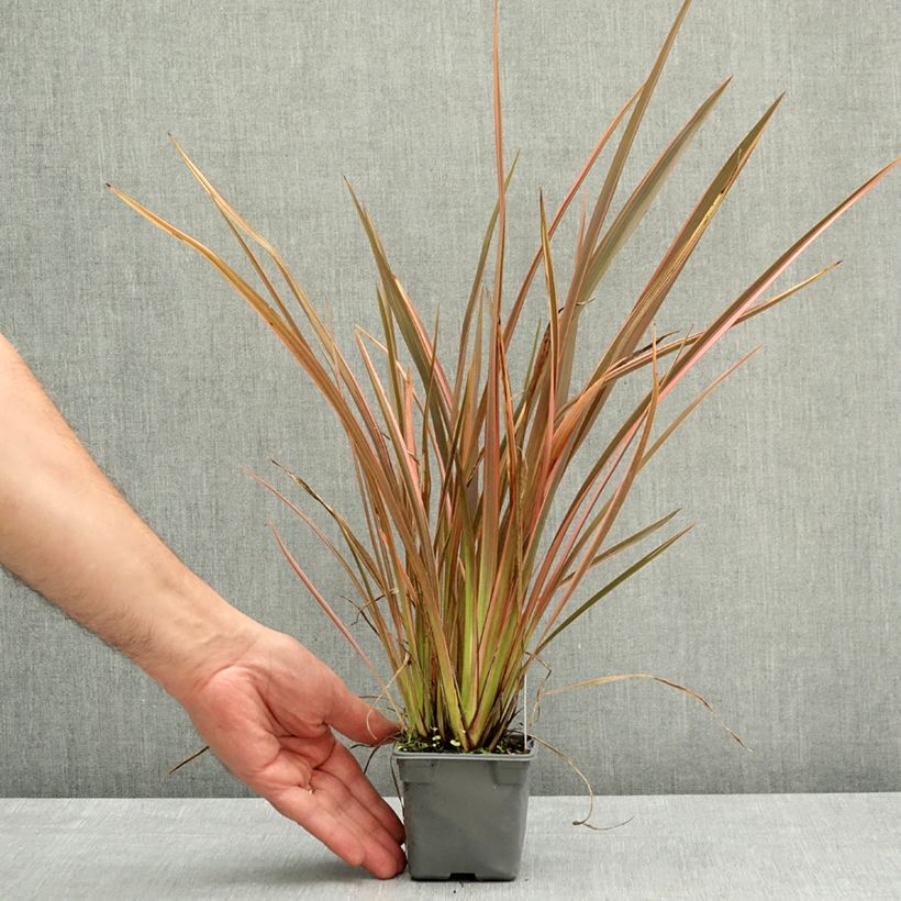 Spécimen de Phormium Rainbow Queen - Lin de Nouvelle-Zélande Godet de 8/9 cm tel que livré au printemps