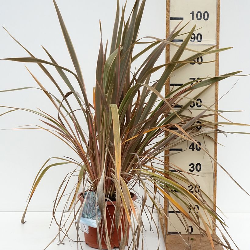 Spécimen de Phormium Rainbow Queen - Lin de Nouvelle-Zélande Pot de 7,5L/10L tel que livré en automne