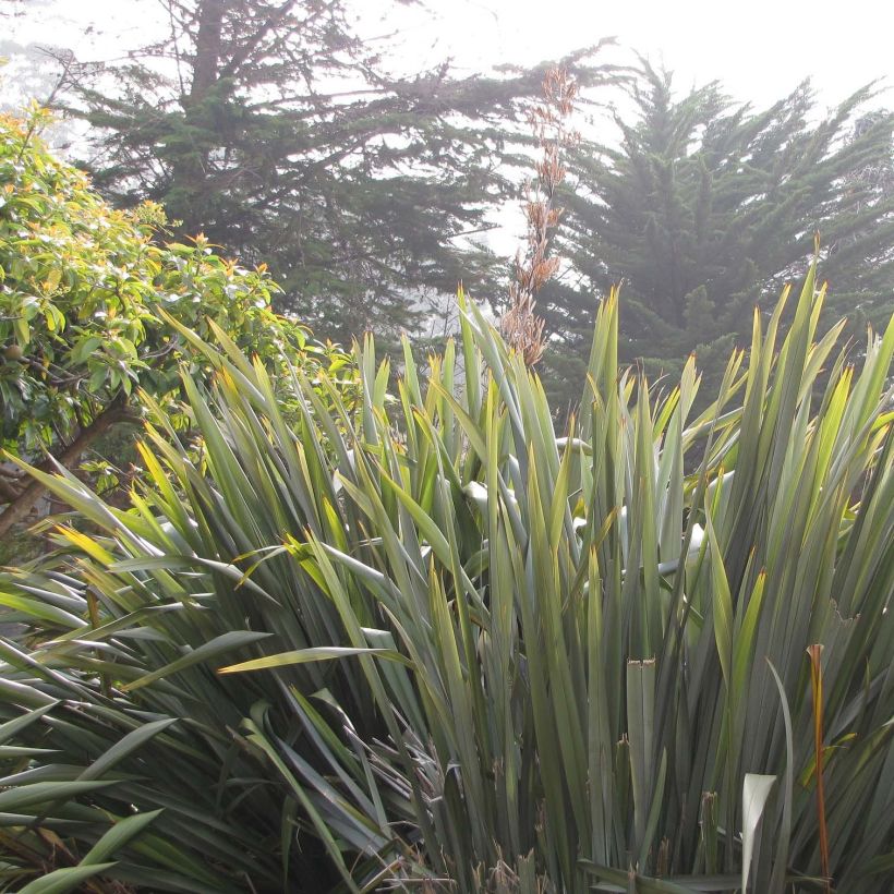 Phormium tenax (Hábito)