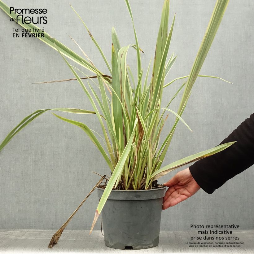 Spécimen de Phormium tenax Variegatum - Lin de Nouvelle-Zélande Pot de 7,5L/10L tel que livré en hiver
