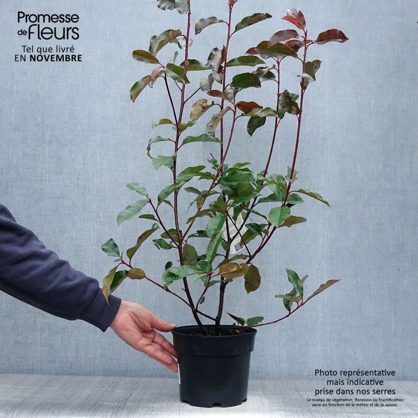 Spécimen de Photinia  fraseri Camilvy Pot de 2L/3L tel que livré en automne
