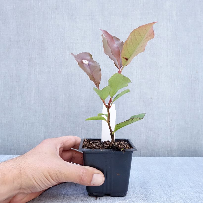 Spécimen de Photinia  fraseri Camilvy Godet de 8/9 cm tel que livré en automne